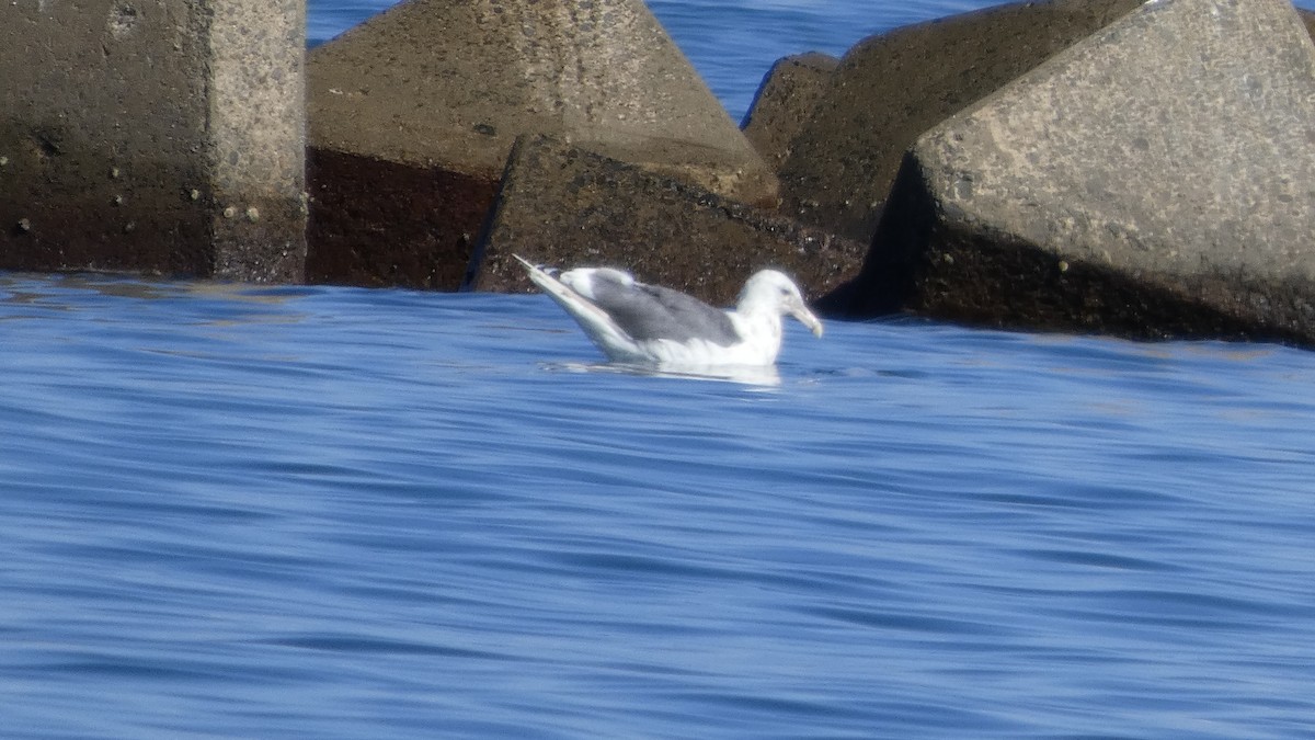 Slaty-backed Gull - ML640218578