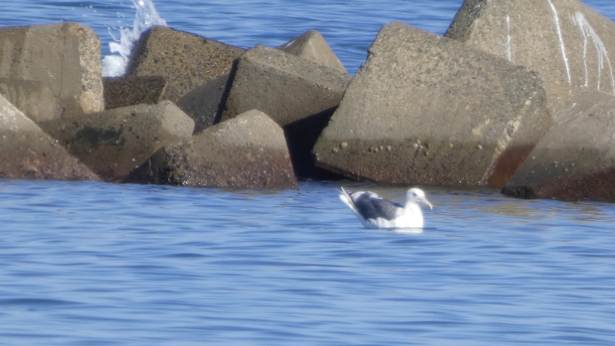 Slaty-backed Gull - ML640218579
