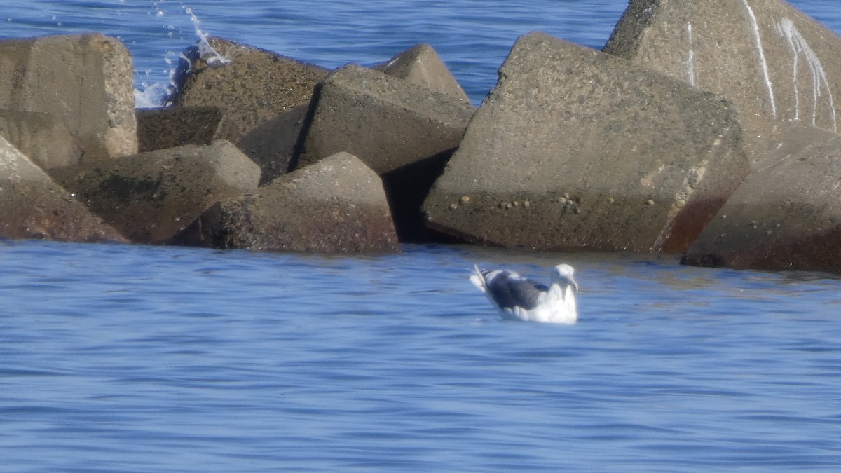 Slaty-backed Gull - ML640218580