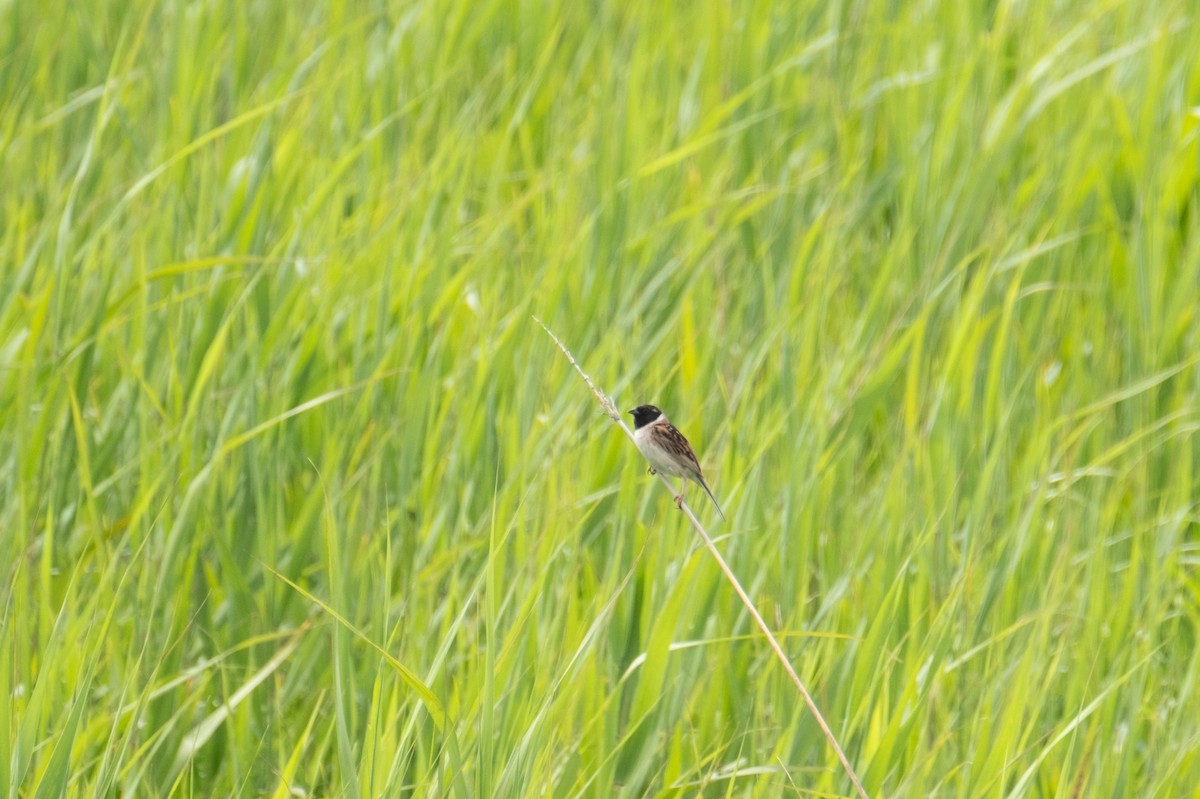 Ochre-rumped Bunting - ML640218631