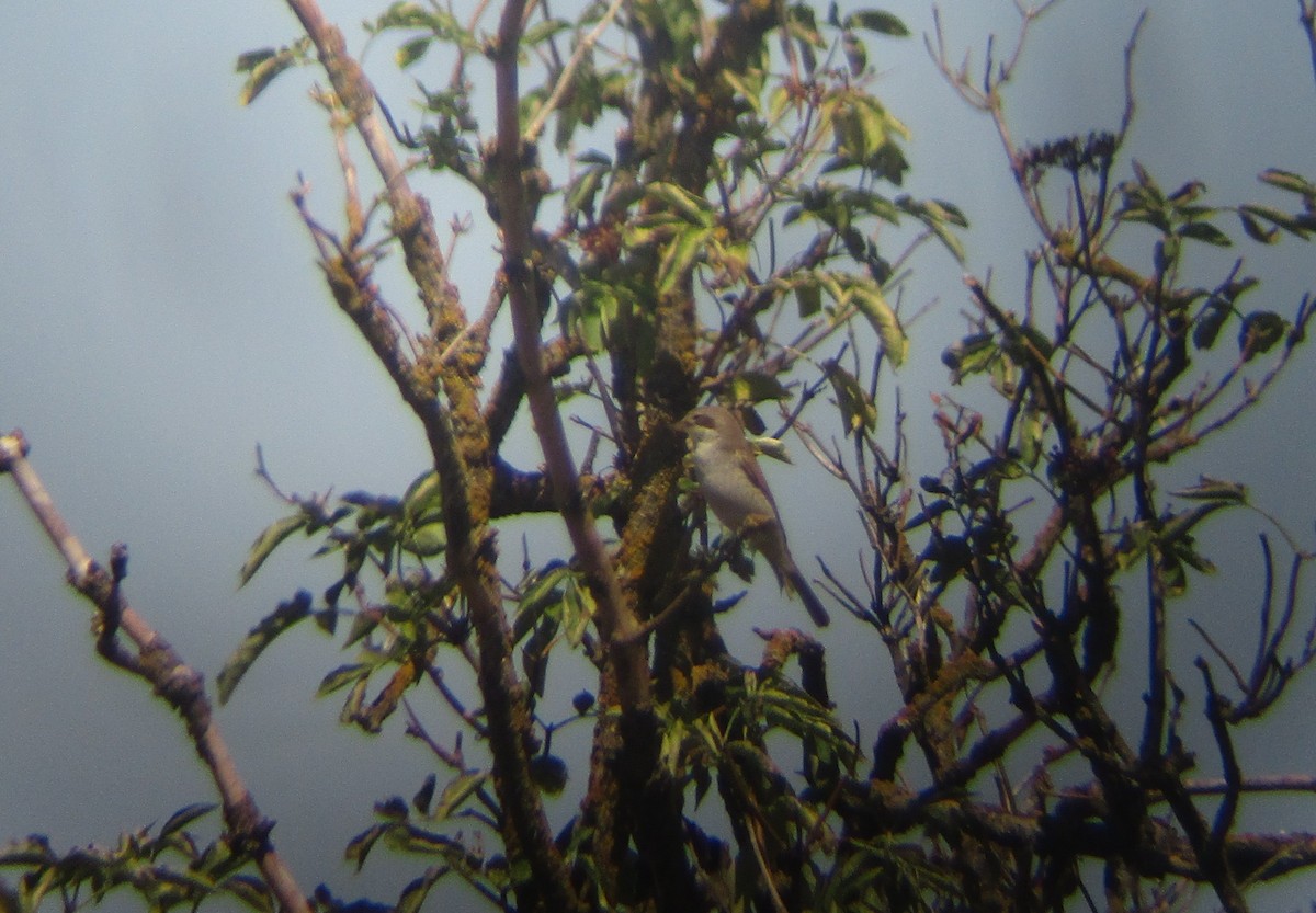 Red-backed Shrike - ML640218640