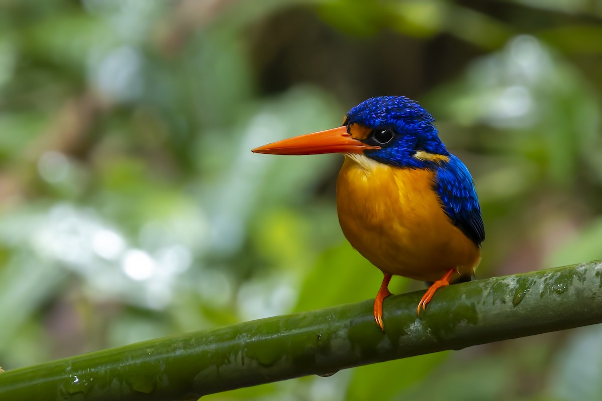 Manus Dwarf-Kingfisher - ML640218682