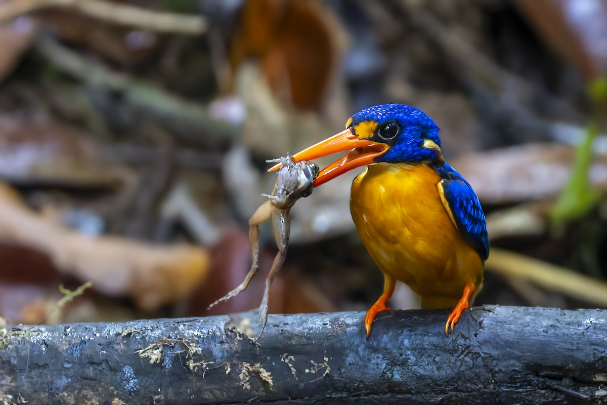 Manus Dwarf-Kingfisher - ML640218683