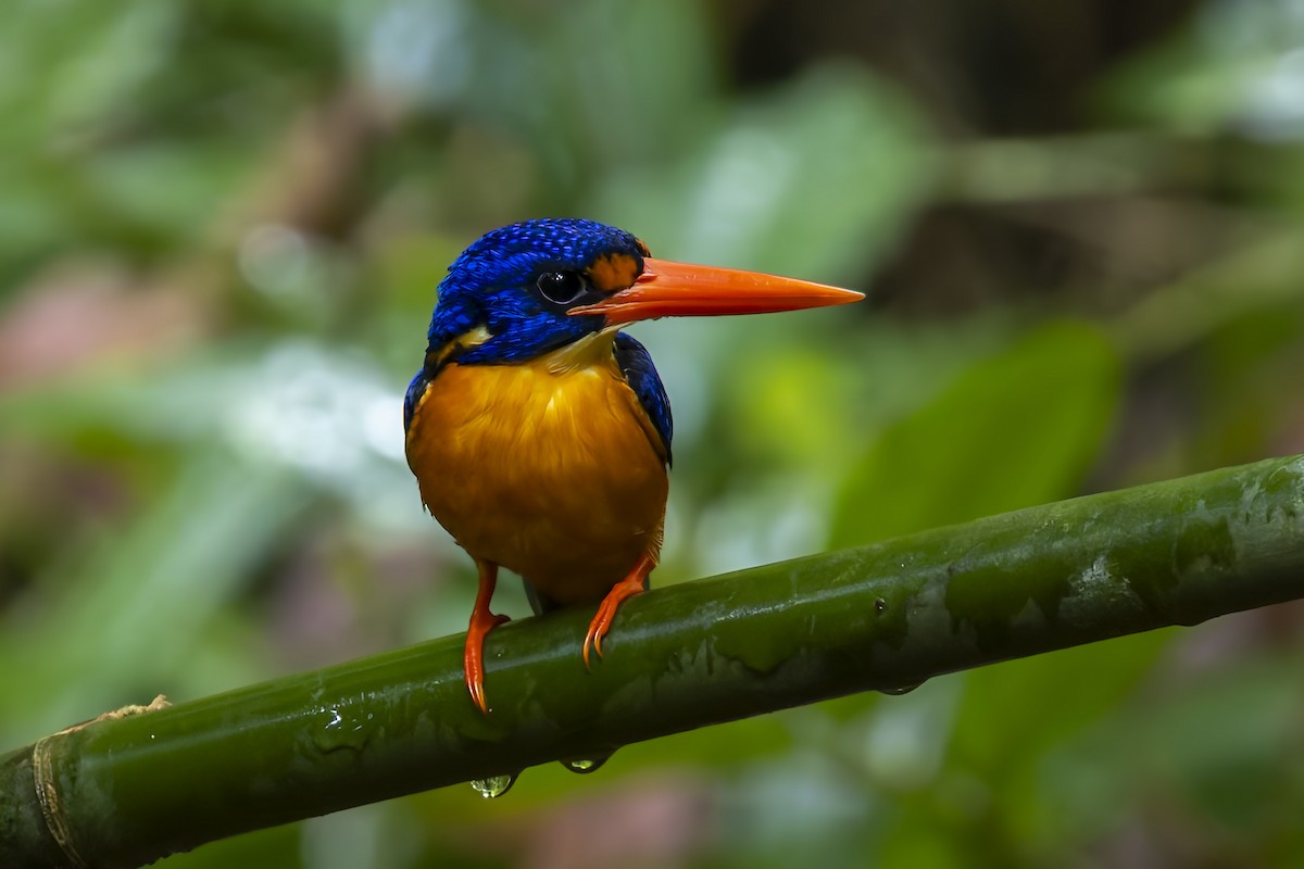 Manus Dwarf-Kingfisher - ML640218684