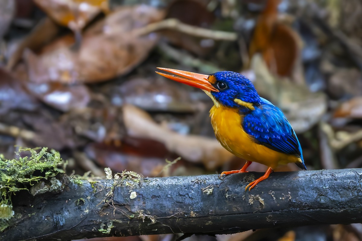 Manus Dwarf-Kingfisher - ML640218685