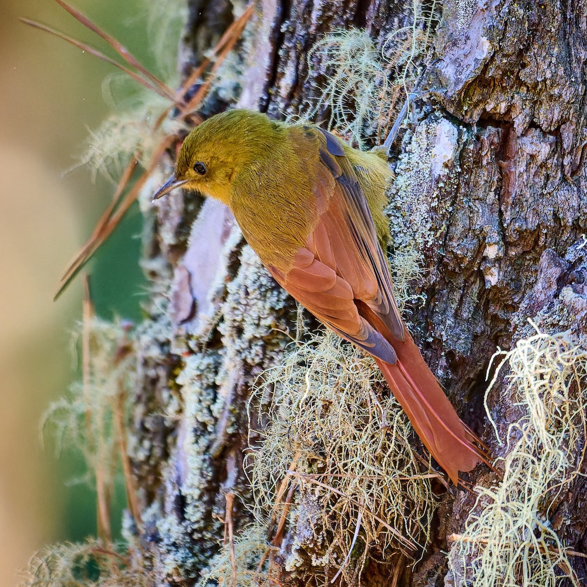 Olivaceous Woodcreeper - ML640218713