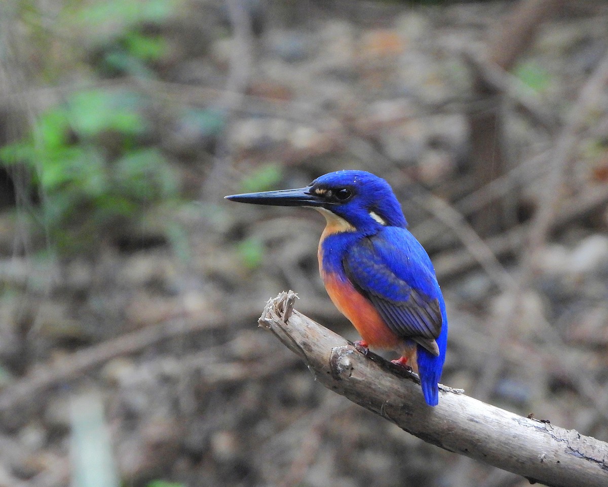 ルリミツユビカワセミ - ML640218799