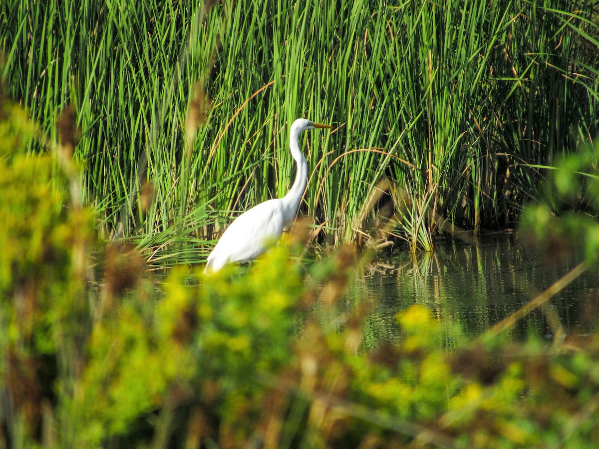 Цасч дэглий - ML640218824