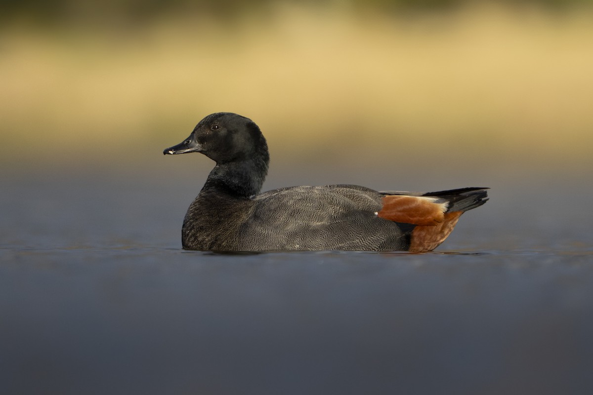 Paradise Shelduck - ML640218826
