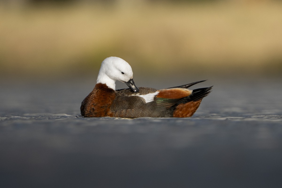 Paradise Shelduck - ML640218827