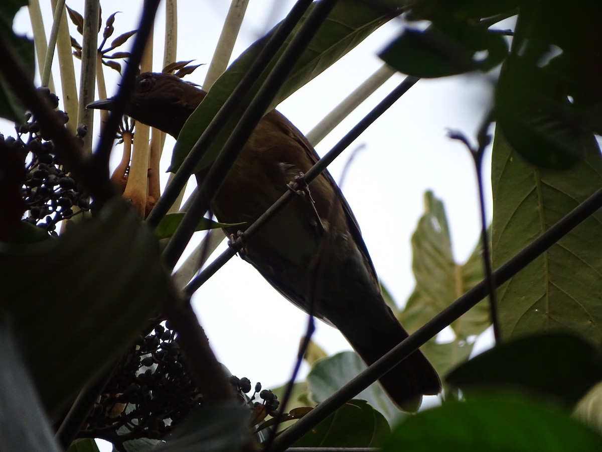 Hauxwell's Thrush - ML640218842