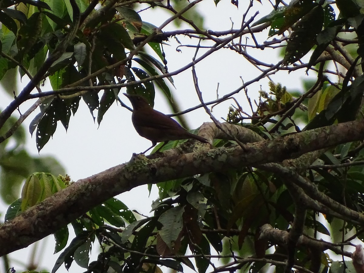 Hauxwell's Thrush - ML640218843