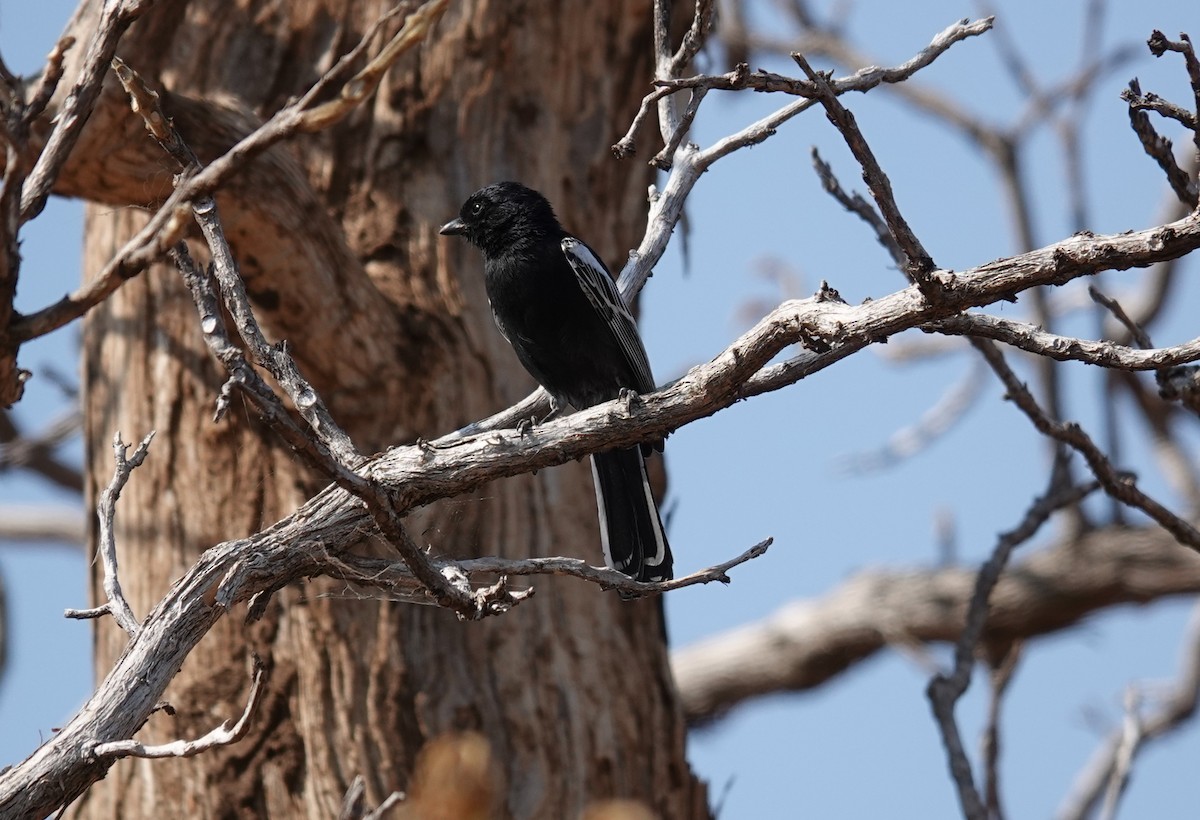 Southern Black-Tit - ML640218845