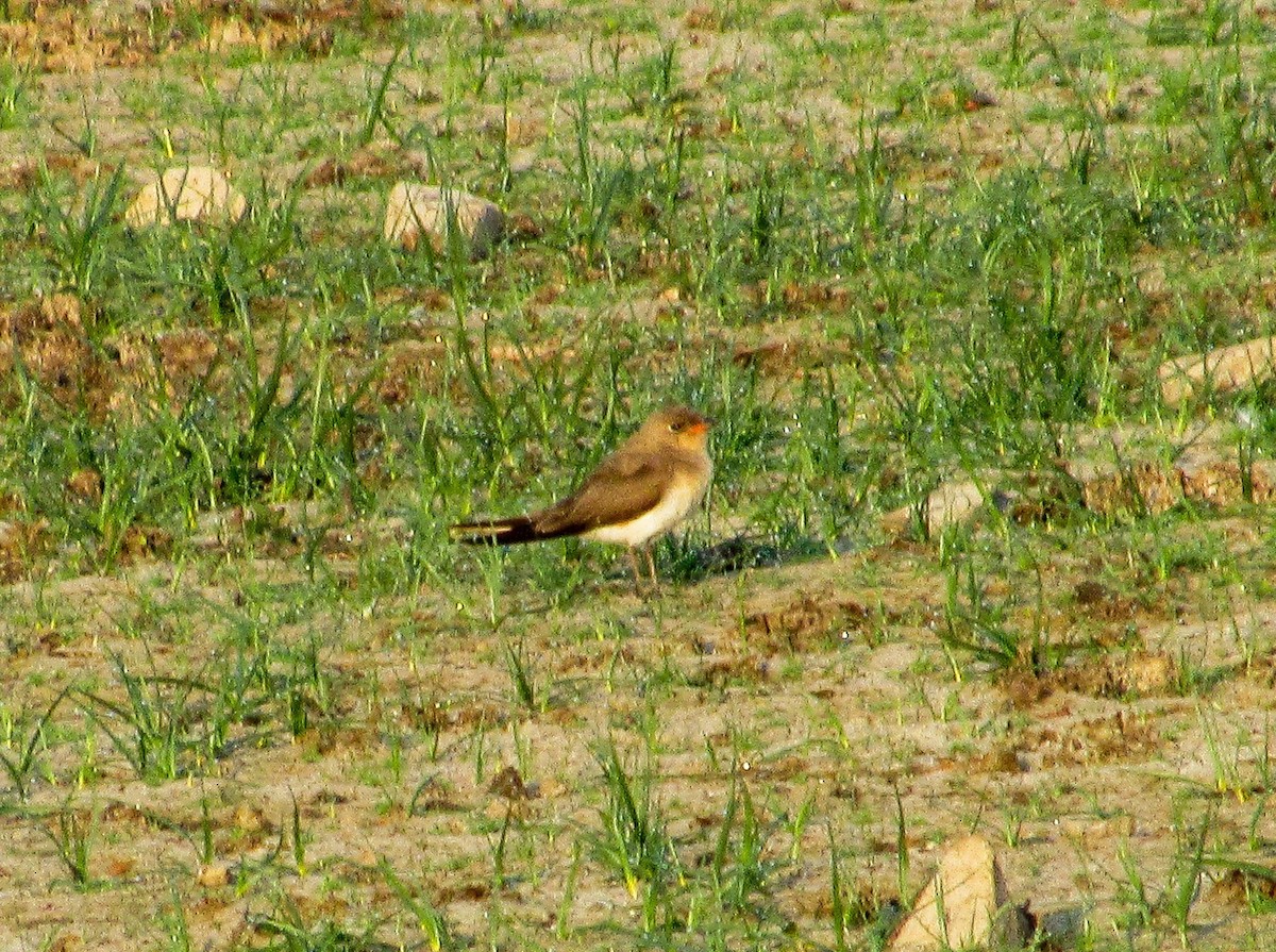 Өнгөт хөгт - ML640218847