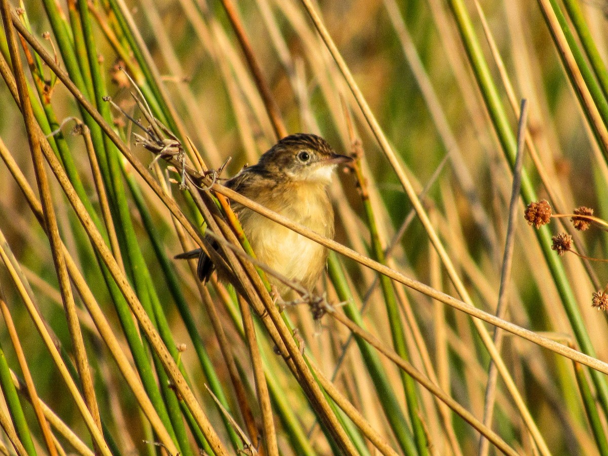 Zitting Cisticola - ML640218860