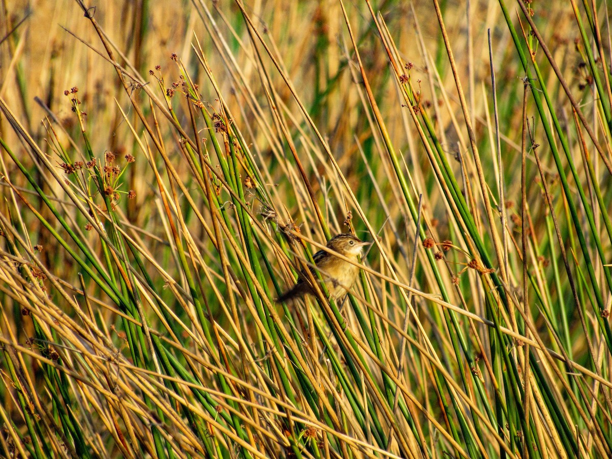 Zitting Cisticola - ML640218861