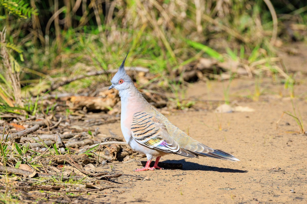 Crested Pigeon - ML640218896