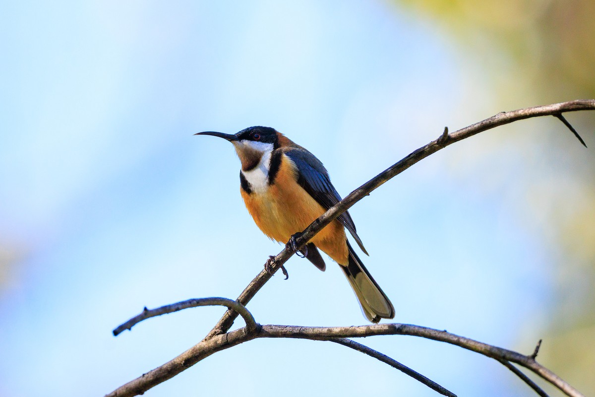 Eastern Spinebill - ML640218905
