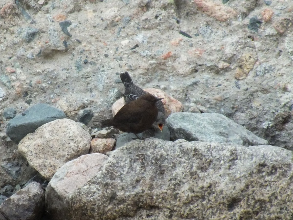 Brown Dipper - ML640218912