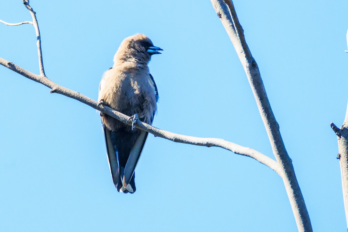 Dusky Woodswallow - ML640218913