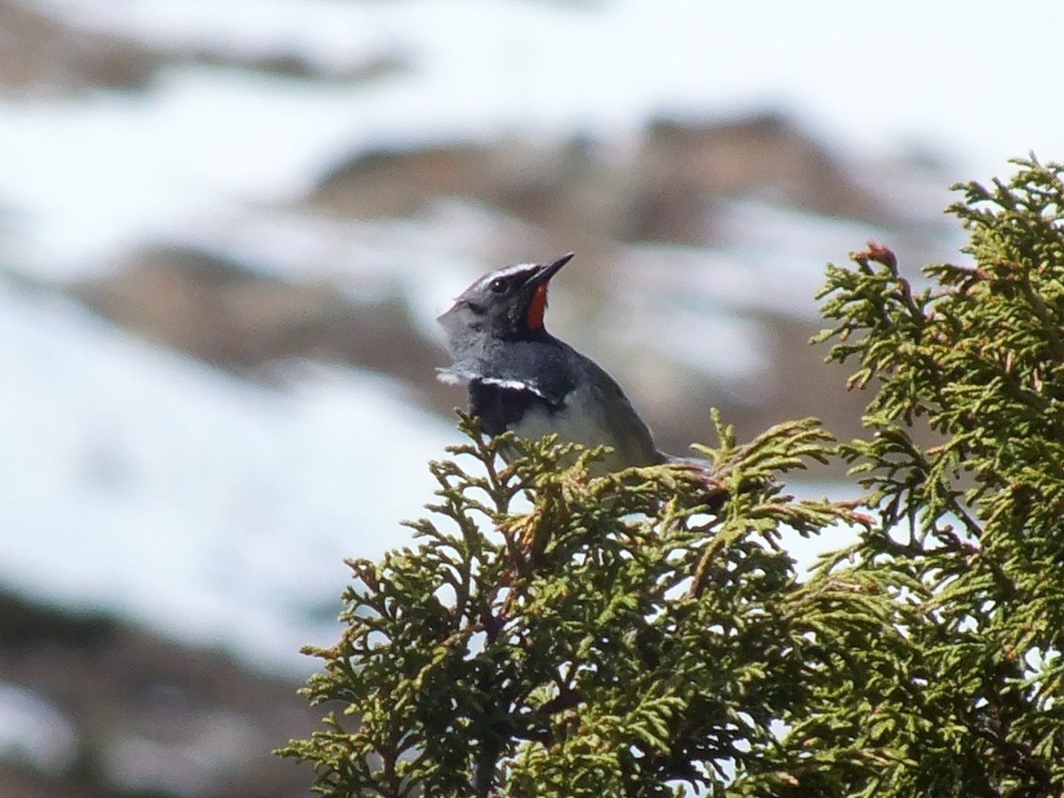 Himalayan Rubythroat - ML640218916