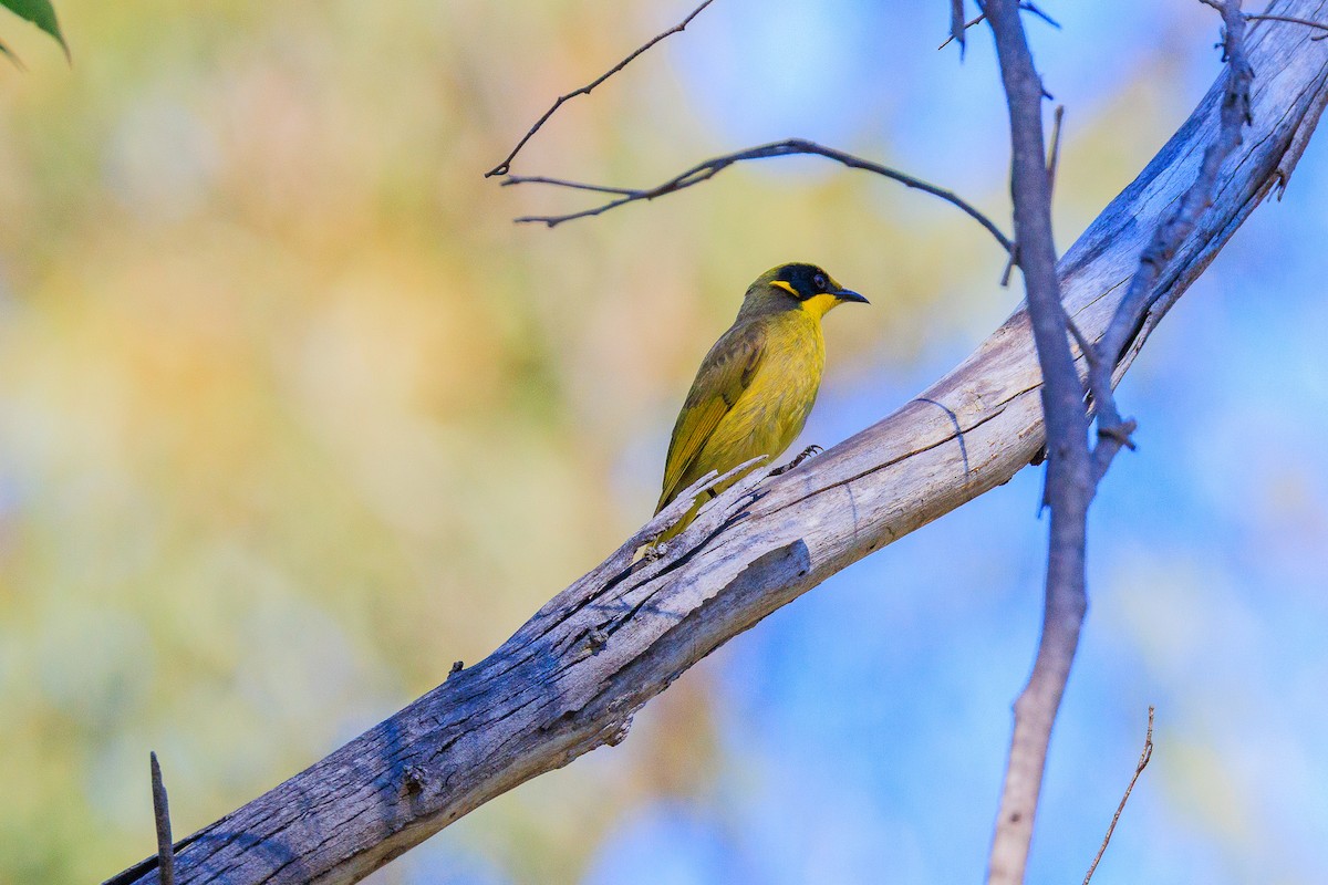 Yellow-tufted Honeyeater - ML640218918