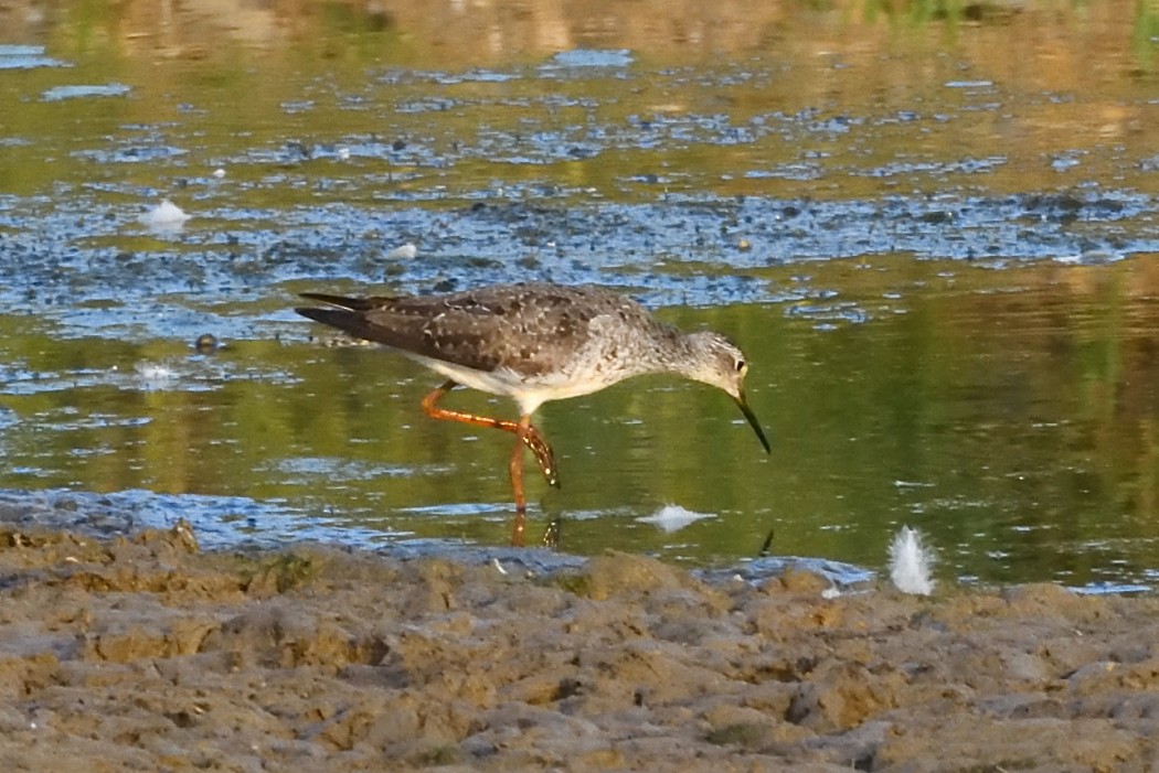 Lesser Yellowlegs - ML640218954
