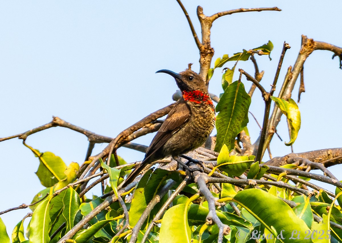 Scarlet-chested Sunbird - ML640218955