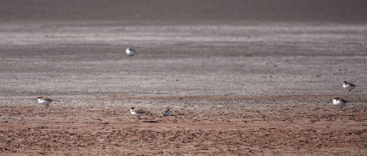 Red-capped Plover - ML640218956