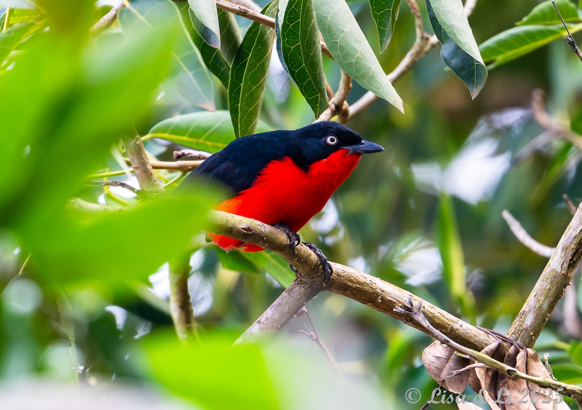 Black-headed Gonolek - ML640218957