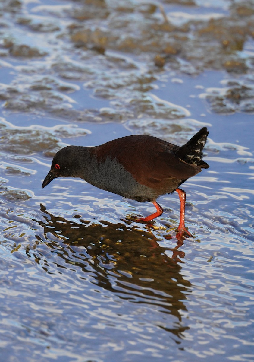 Spotless Crake - ML640218959