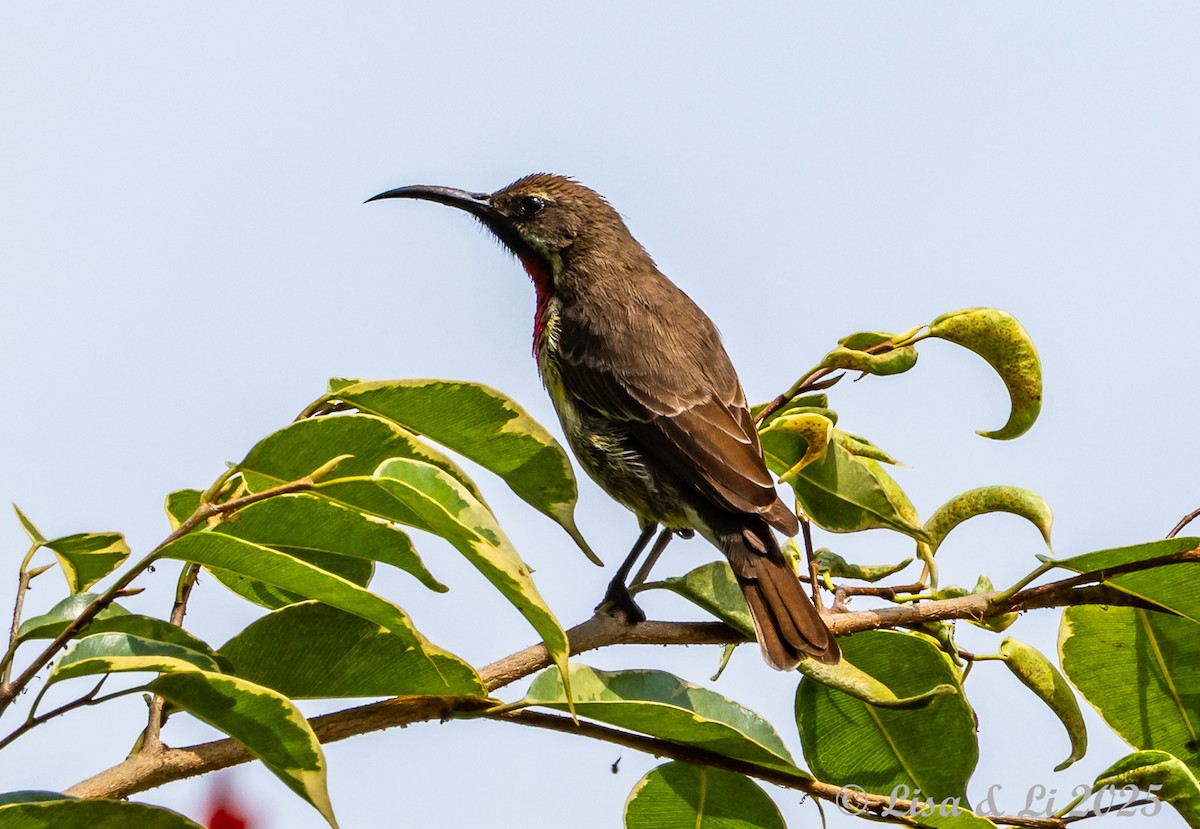 Scarlet-chested Sunbird - ML640218960