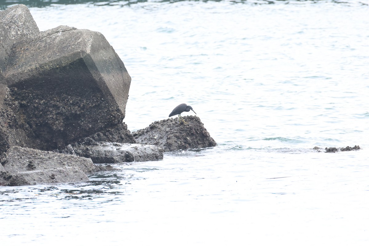 Pacific Reef-Heron - ML640218962
