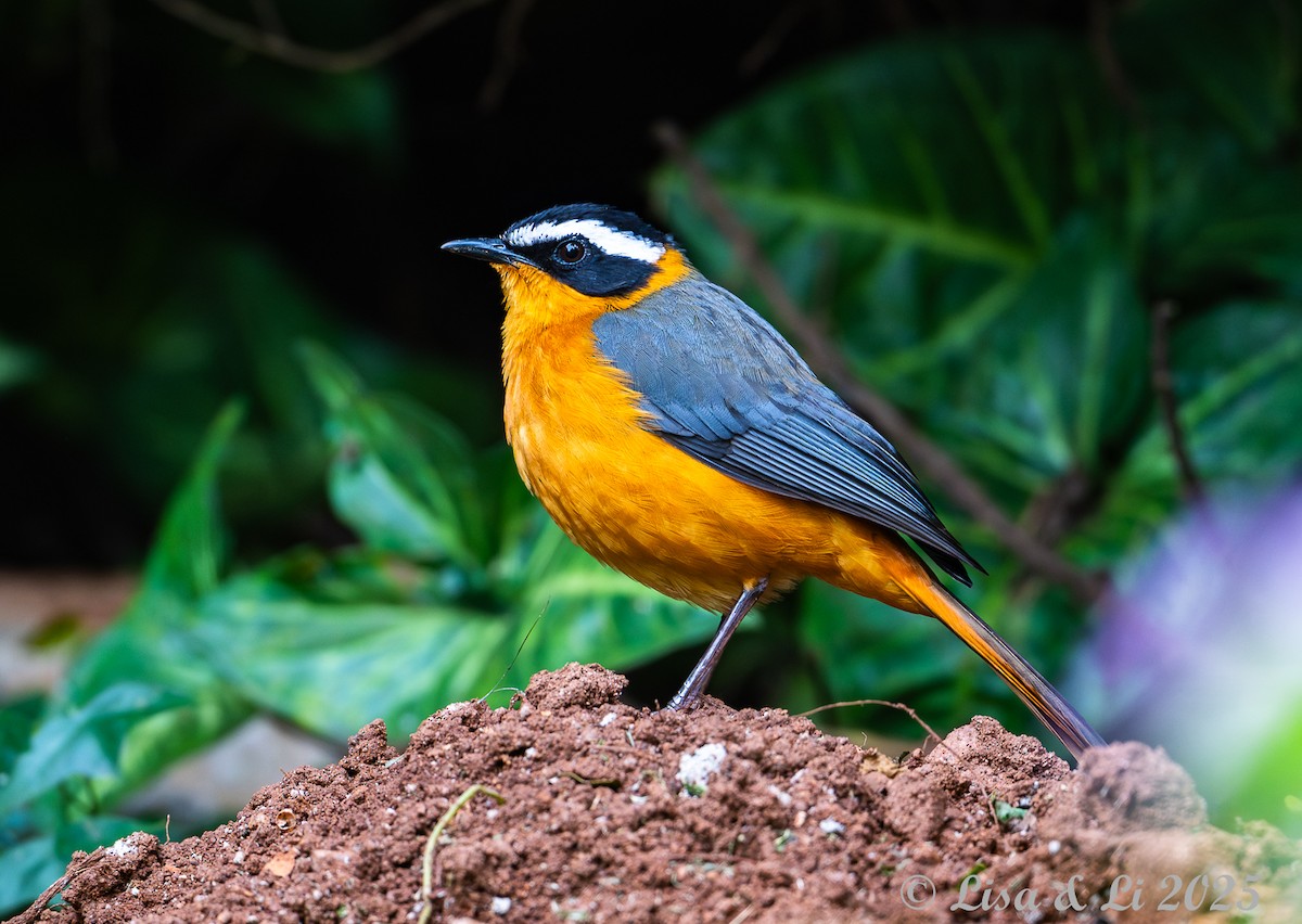 White-browed Robin-Chat - ML640218963