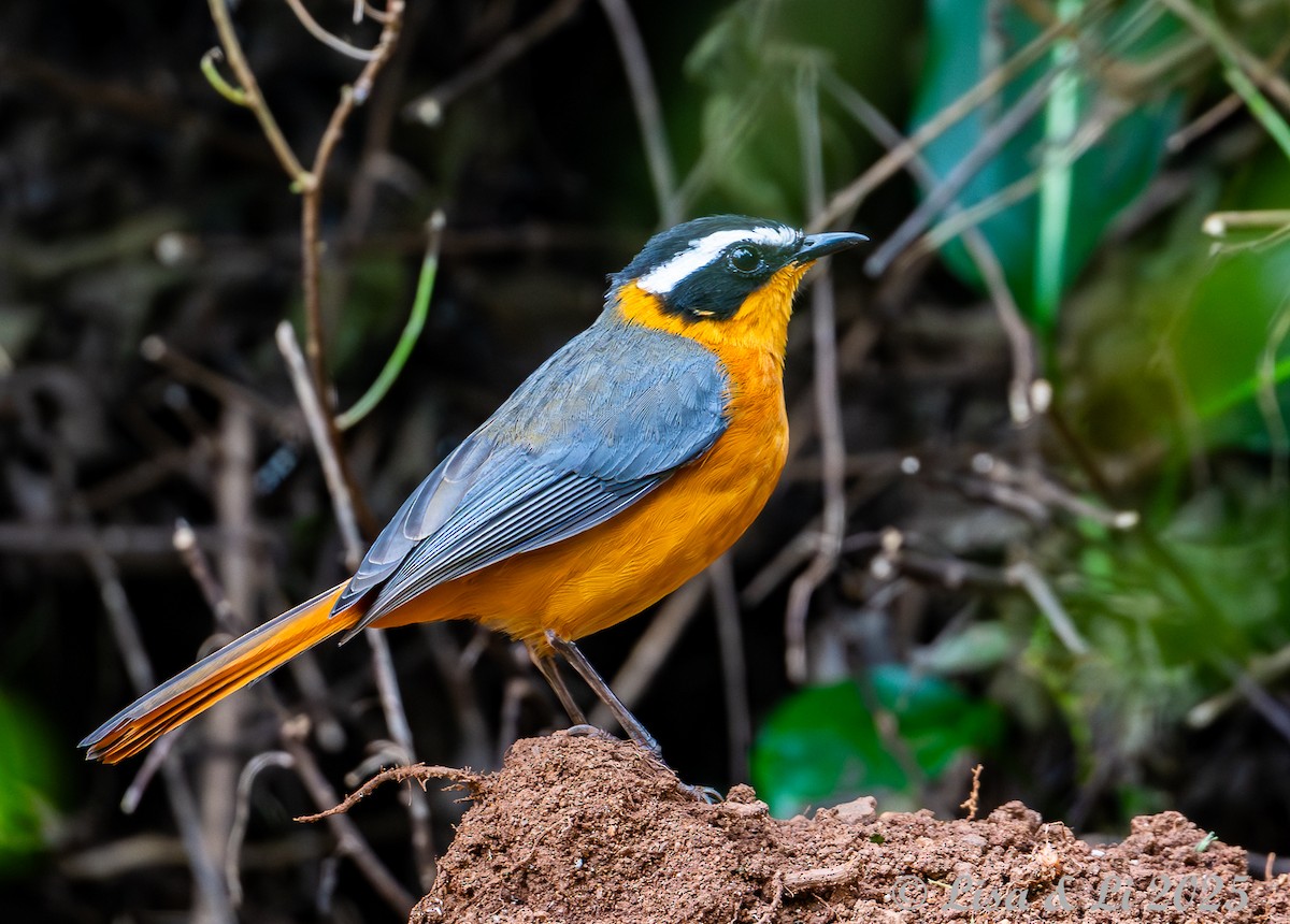 White-browed Robin-Chat - ML640218964