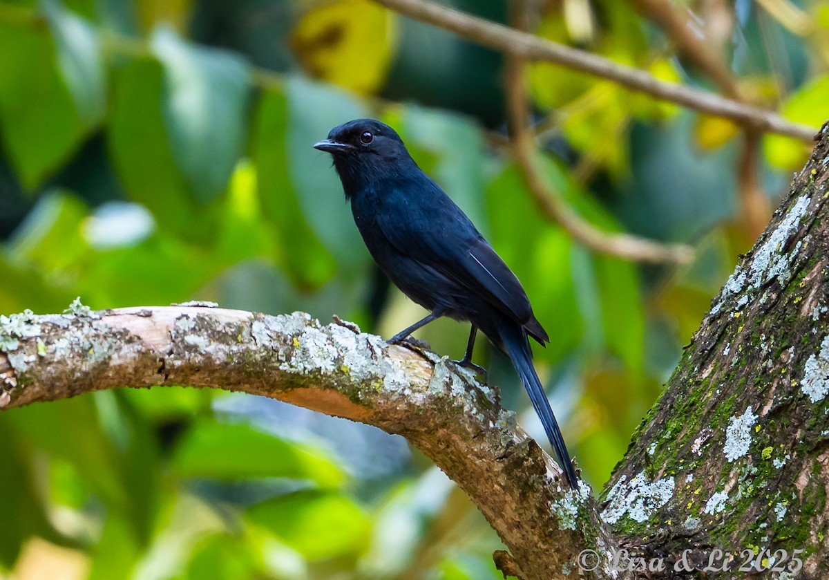 Northern Black-Flycatcher - ML640218965
