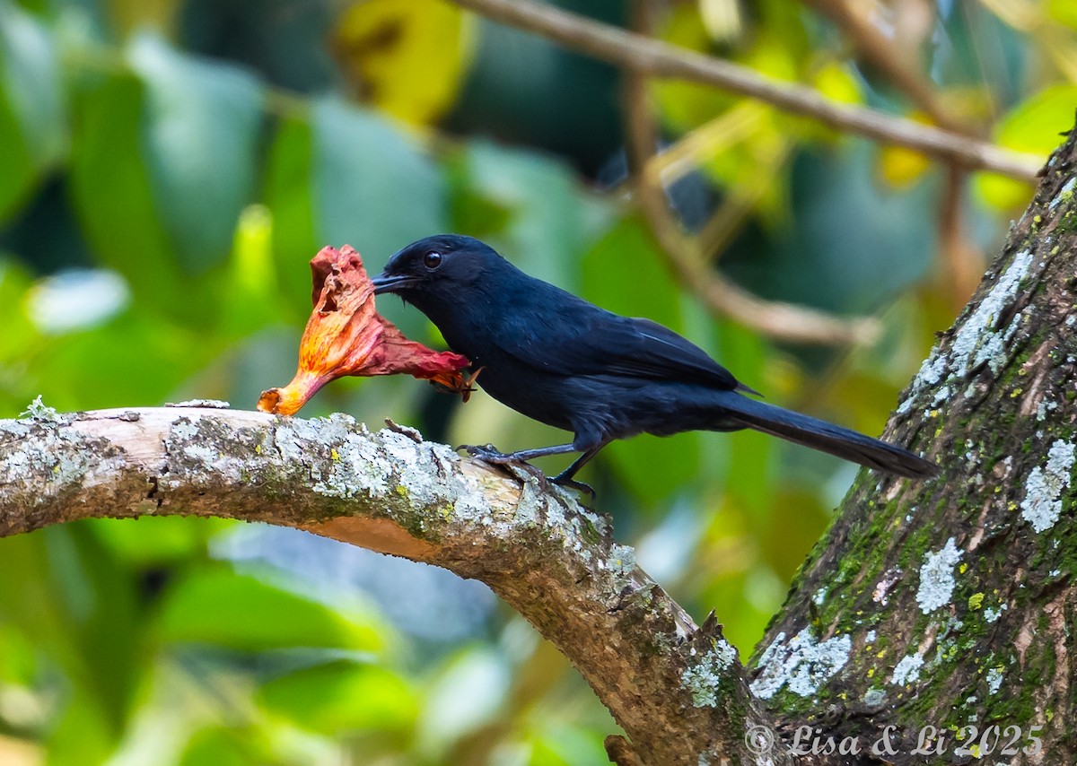 Northern Black-Flycatcher - ML640218966