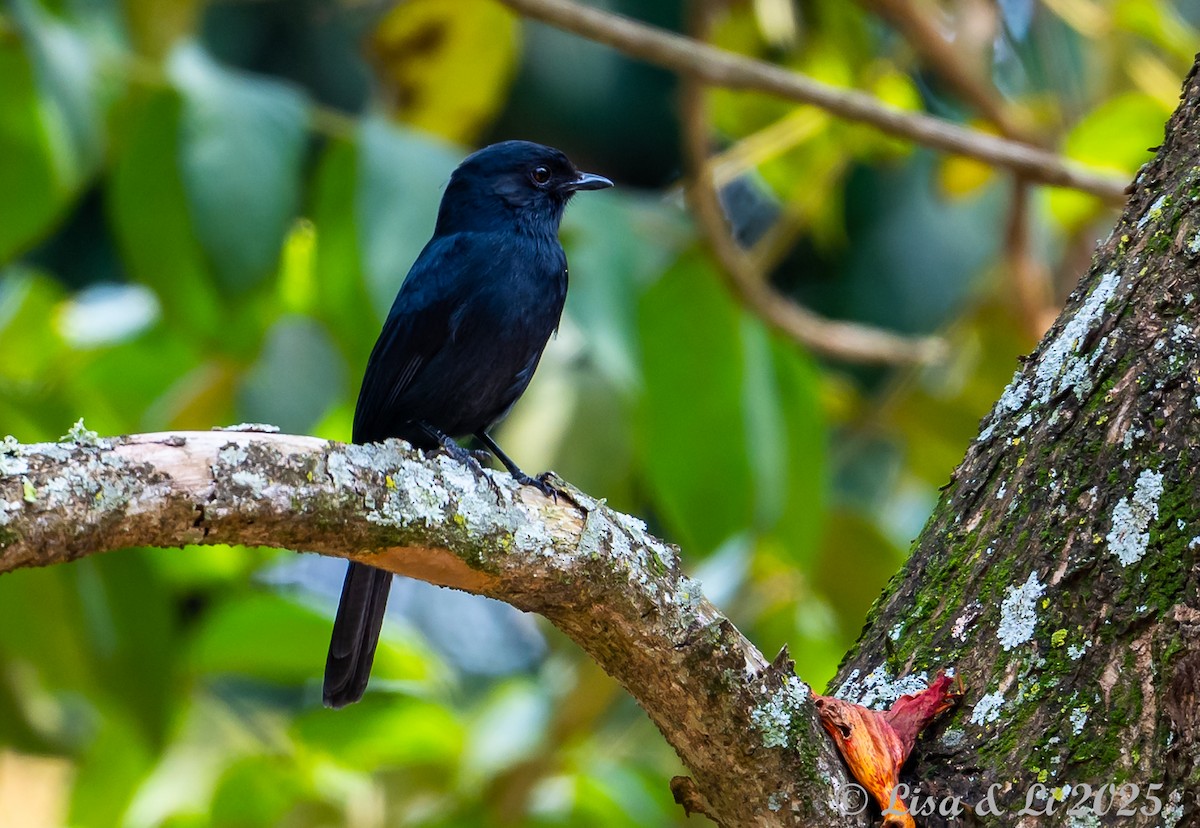 Northern Black-Flycatcher - ML640218967