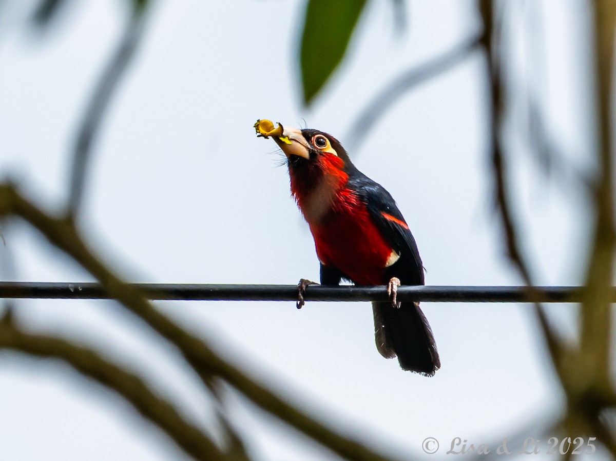 Double-toothed Barbet - ML640218969