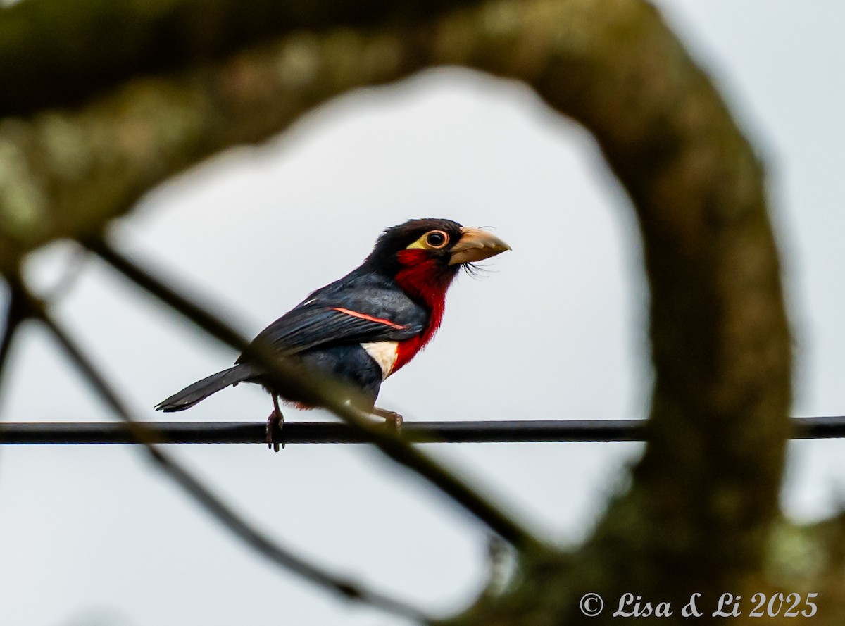 Double-toothed Barbet - ML640218970