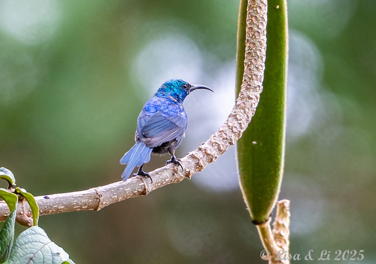 Red-chested Sunbird - ML640218971