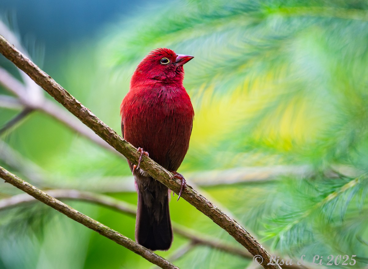 Red-billed Firefinch - ML640218973