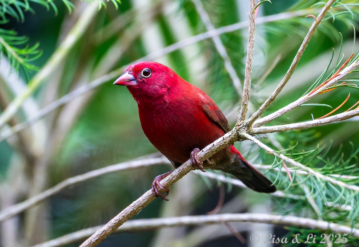 Red-billed Firefinch - ML640218975