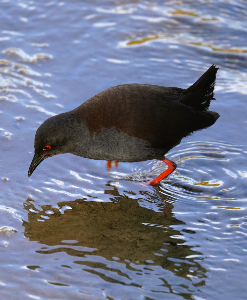 Spotless Crake - ML640218976