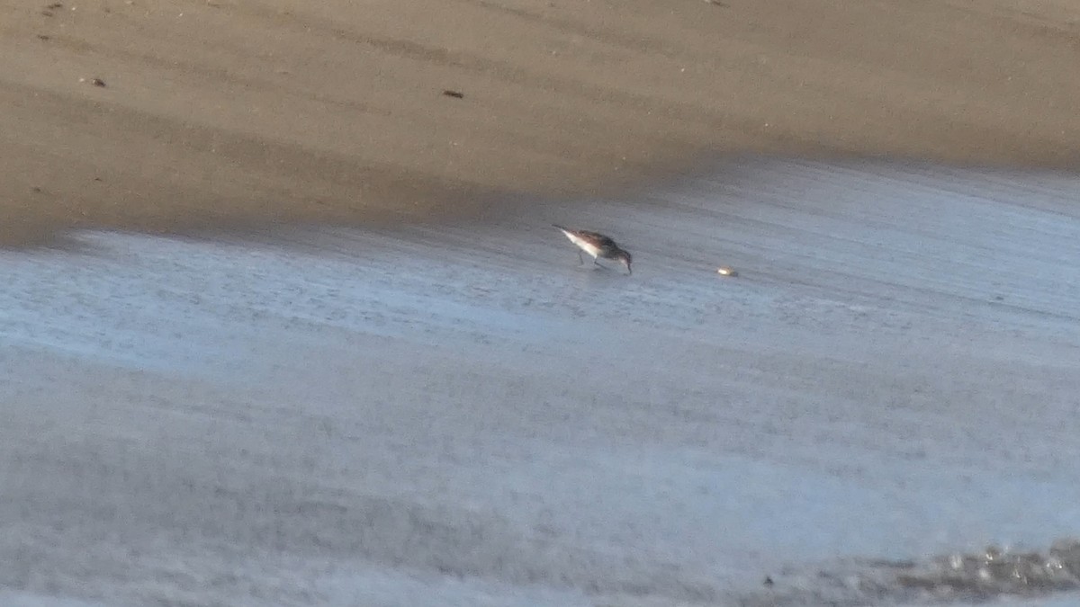 Red-necked Stint - ML640218977