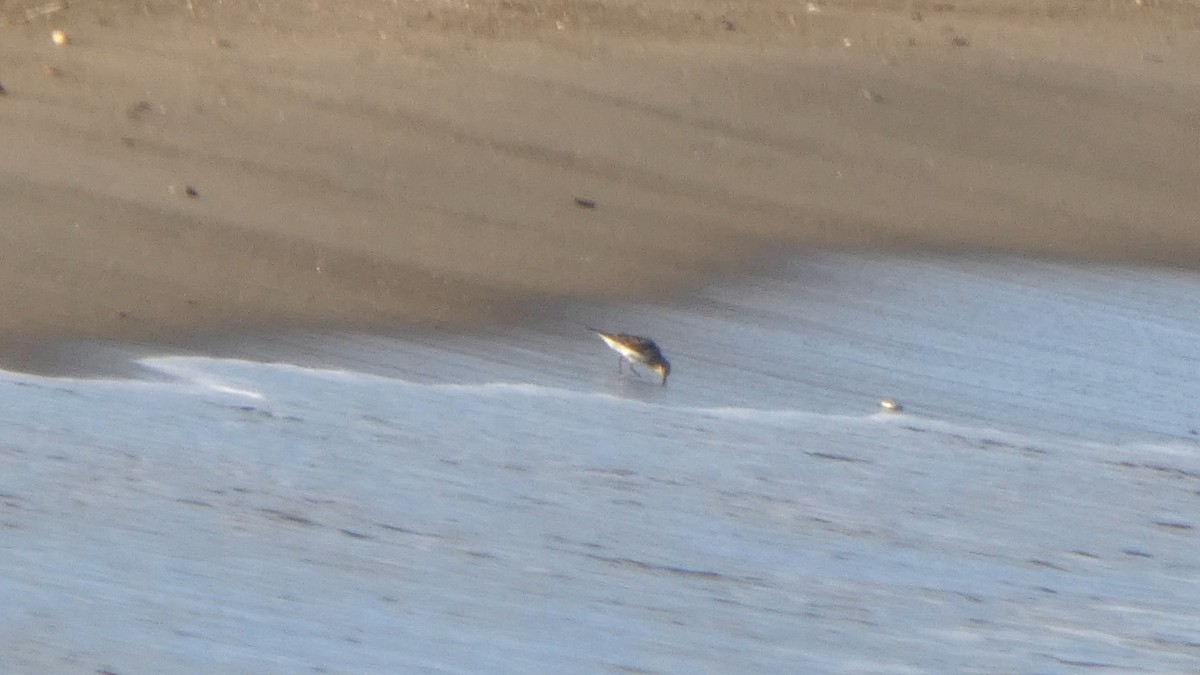 Red-necked Stint - ML640218978