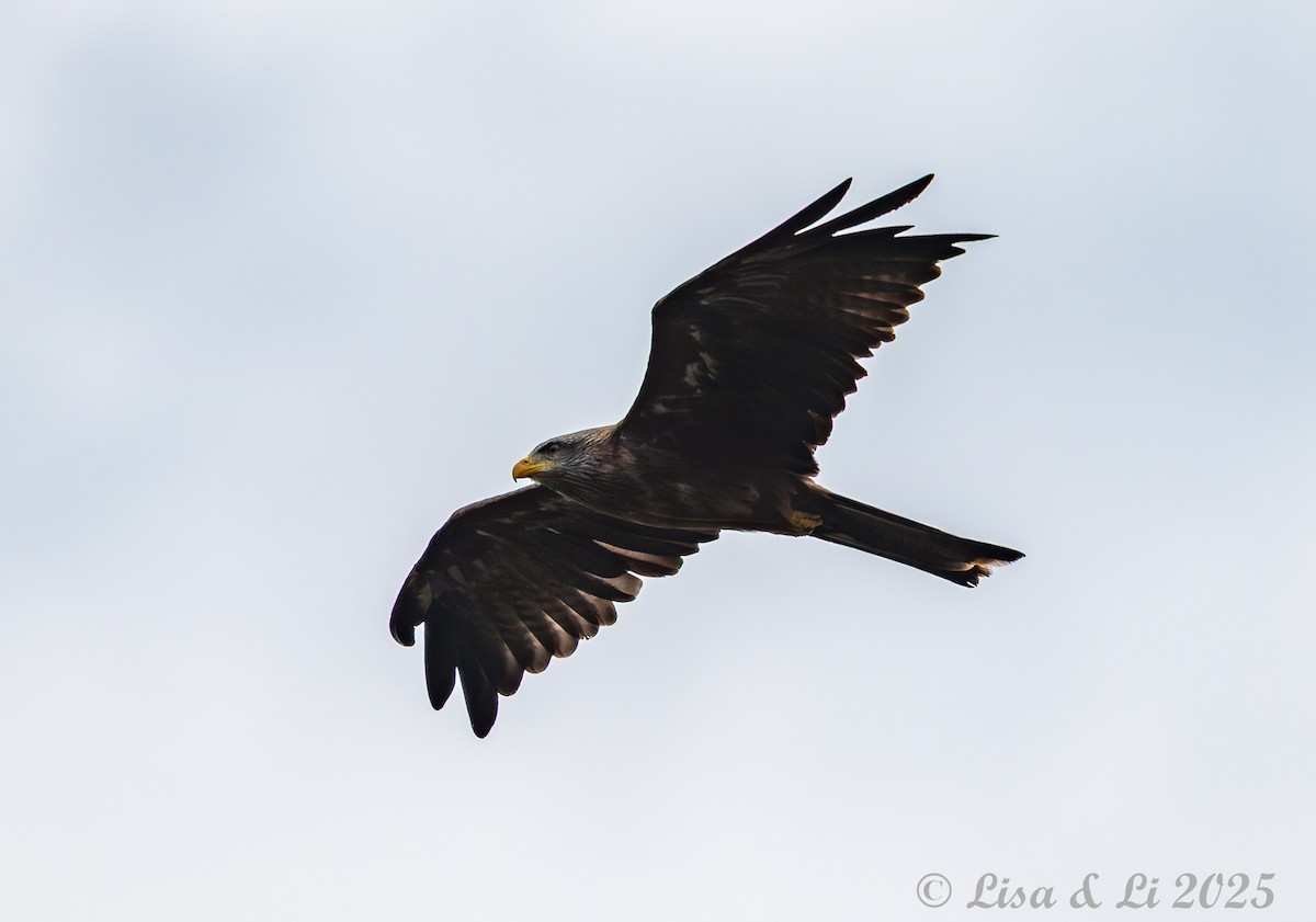 Black Kite (Yellow-billed) - ML640218979