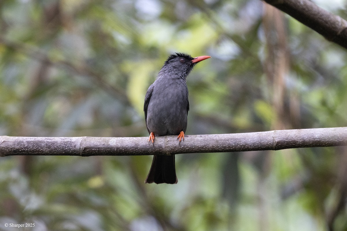 Square-tailed Bulbul - ML640218980