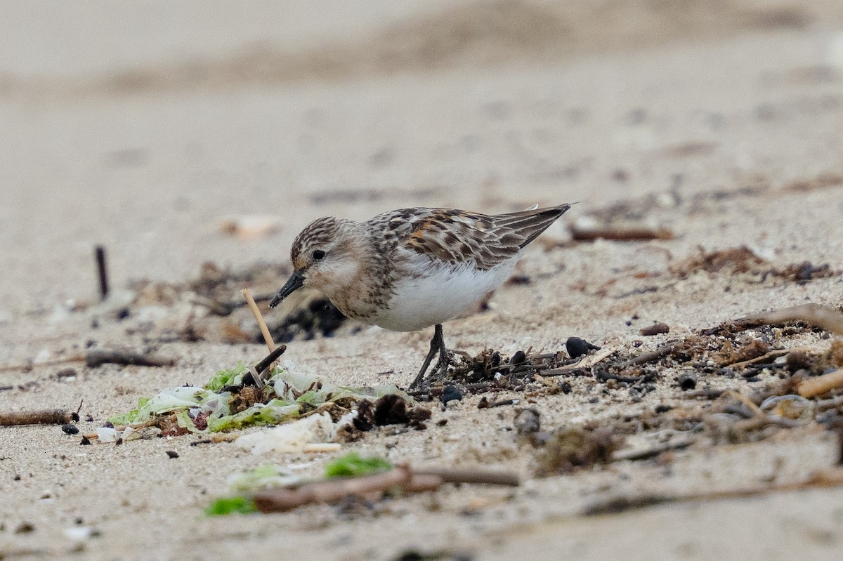 Red-necked Stint - ML640219073