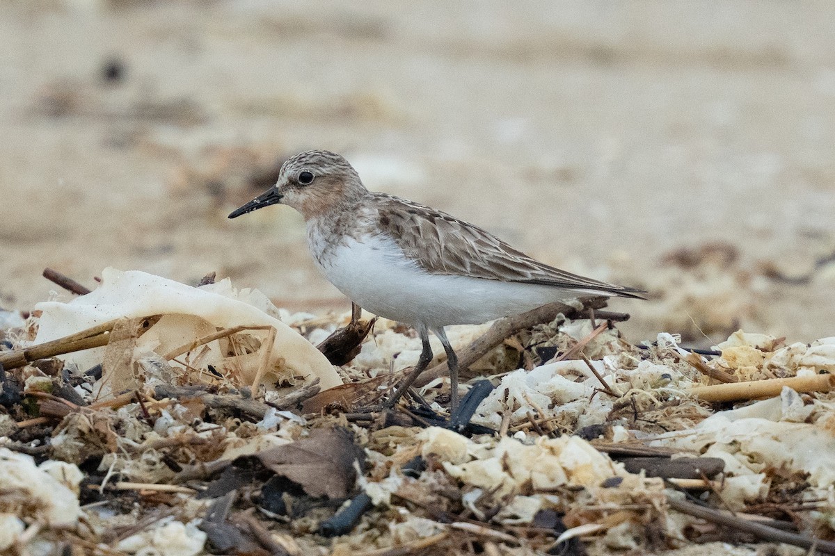 Red-necked Stint - ML640219092